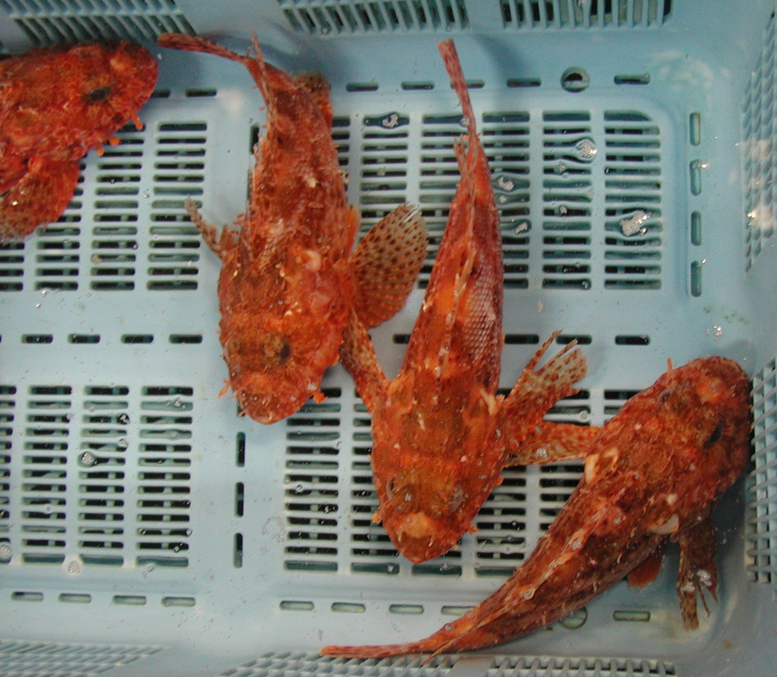 笠子 カサゴ かさご アラカブ あらかぶ 美味い魚はココにある 博多長浜鮮魚市場