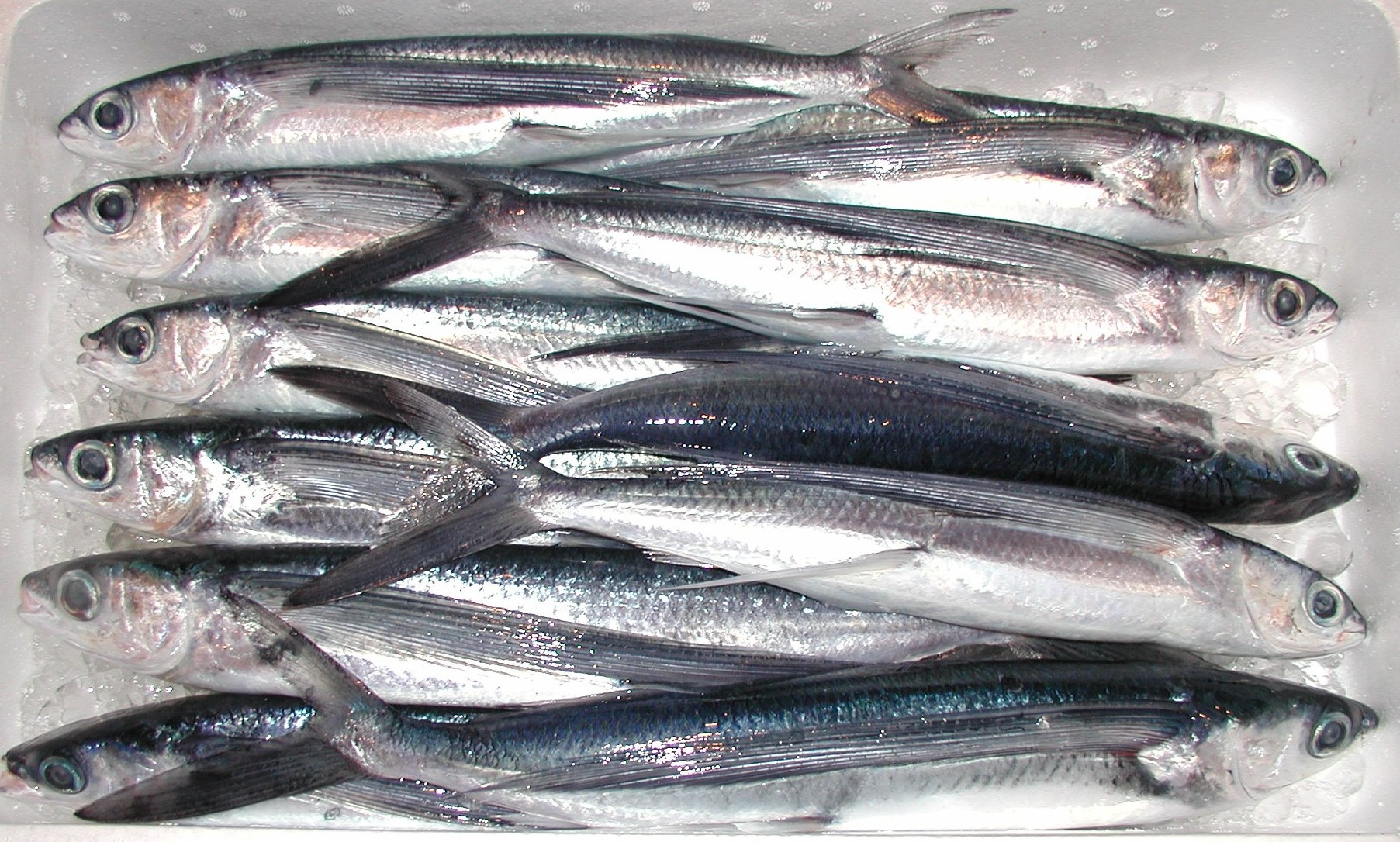 飛魚 トビウオ とびうお 美味い魚はココにある 博多長浜鮮魚市場
